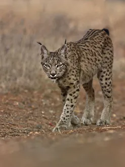 Eurasian lynx (Lynx lynx) walking, Castilla La Mancha, Spain. August Eurasian lynx (Lynx lynx) walking, Castilla La Mancha, Spain. August