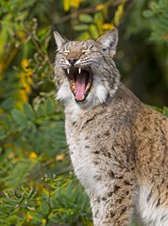 Lynx Gallery: Eurasian lynx (Lynx lynx) yawning. Captive