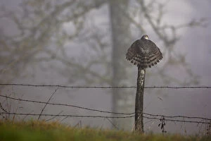 Images Dated 21st January 2006: Eurasian Sparrowhawk (Accipiter nisus) rear view perching on fence post with tail feathers spread