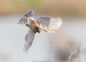 Eurasian sparrowhawk (Accipiter nisus), hunting snipe over marshland. London, England, UK Eurasian sparrowhawk (Accipiter nisus), hunting snipe over marshland. London, England, UK