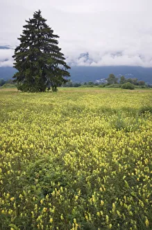 Eurepean yellow rattle (Rhinanthus alectorolophus) flowering in alpine meadow Eurepean yellow rattle (Rhinanthus alectorolophus) flowering in alpine meadow