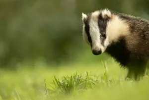 European badger (Meles meles) cub in grassland. Scotland, UK, August European badger (Meles meles) cub in grassland. Scotland, UK, August