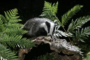 European badger {Meles meles} foraging in woodland. Scotland, UK European badger {Meles meles} foraging in woodland. Scotland, UK