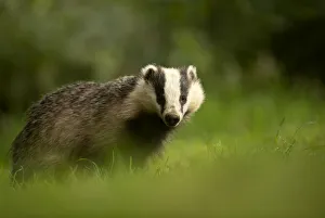 European badger (Meles meles) in woodland. Scotland, August European badger (Meles meles) in woodland. Scotland, August