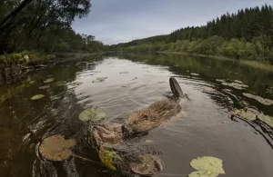 European beaver (Castor fiber) foraging at dusk, Knapdale Forest, Argyll, Scotland European beaver (Castor fiber) foraging at dusk, Knapdale Forest, Argyll, Scotland