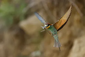 European bee eater (Merops apiaster) in flight with Dragonfly prey, Bagerova Steppe European bee eater (Merops apiaster) in flight with Dragonfly prey, Bagerova Steppe
