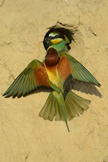 Images Dated 4th June 2012: European bee eater (Merops apiaster) pair at nest at breeding site, Danube delta rewilding area