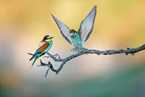 European bee-eater (Merops apiaster) two perched on branch, Lower Silesia, Poland European bee-eater (Merops apiaster) two perched on branch, Lower Silesia, Poland