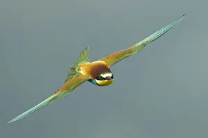 European Bee-eater (Merops apiaster) in flight, Bulgaria, May 2008 European Bee-eater (Merops apiaster) in flight, Bulgaria, May 2008
