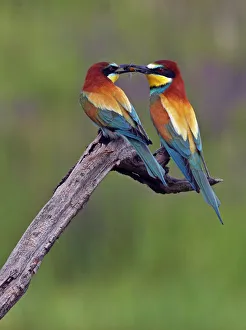 Affectionate Gallery: European Bee-eater (Merops apiaster) pair, male passing Dragonfly prey to female