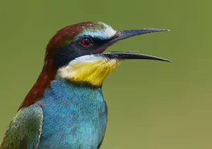 European Bee-eater (Merops apiaster) vocalising, Pusztaszer, Hungary, May 2008 European Bee-eater (Merops apiaster) vocalising, Pusztaszer, Hungary, May 2008