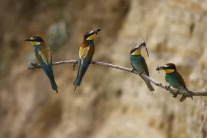 Four European bee eaters (Merops apiaster) perched on branch with food in breeding colony Four European bee eaters (Merops apiaster) perched on branch with food in breeding colony