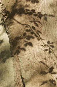 European beech (Fagus sylvatica) close-up of trunk, with shadows of leaves, Klampenborg Dyrehaven European beech (Fagus sylvatica) close-up of trunk, with shadows of leaves, Klampenborg Dyrehaven