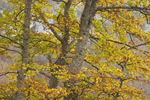 Images Dated 3rd November 2008: European beech (Fagus sylvatica) trees in autumn, Pollino National Park, Basilicata