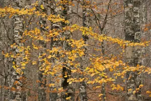 European beech (Fagus sylvatica) trees in autumn, Pollino National Park, Basilicata European beech (Fagus sylvatica) trees in autumn, Pollino National Park, Basilicata