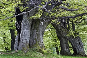 Images Dated 31st January 2011: European Beech forest (Fagus sylvatica) Retezat National Park, Romania, June