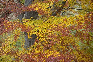European beech leaves (Fagus sylvatica) changing colour in autumn, Rothiemurchus European beech leaves (Fagus sylvatica) changing colour in autumn, Rothiemurchus