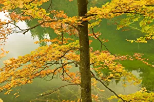 European beech tree (Fagus sylvatica) by Proscansko Lake, Upper lakes, Plitvice Lakes National Park European beech tree (Fagus sylvatica) by Proscansko Lake, Upper lakes, Plitvice Lakes National Park