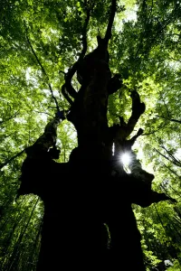 European beech tree (Fagus sylvatica) silhouetted in a pristine forest near the river Lepenjica European beech tree (Fagus sylvatica) silhouetted in a pristine forest near the river Lepenjica