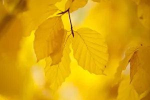 European Beech tree {Fagus sylvatica} Yellow leaves in autumn, Sence Valley Forest Park European Beech tree {Fagus sylvatica} Yellow leaves in autumn, Sence Valley Forest Park