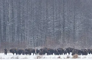 European bison (Bison bonasus) in agricultural field, Bialowieza NP, Poland, February European bison (Bison bonasus) in agricultural field, Bialowieza NP, Poland, February