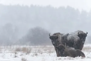 European bison (Bison bonasus) in field in snow, Bialowieza NP, Poland, February 2009 European bison (Bison bonasus) in field in snow, Bialowieza NP, Poland, February 2009