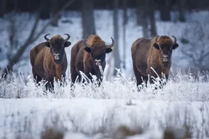 European Bison (Bison bonasus) in winter, BiaAowieza National Park, Poland. January European Bison (Bison bonasus) in winter, BiaAowieza National Park, Poland. January