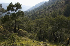 Images Dated 3rd April 2009: European black pine forest (Pinus nigra) Trodoos mountains, Cyprus, May 2009