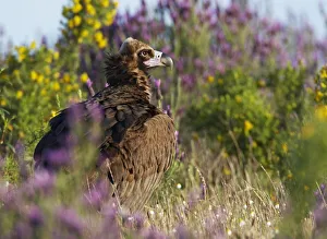 European black vulture (Aegyptus monacha) amongst flowers, Extremadura, Spain, April 2009 European black vulture (Aegyptus monacha) amongst flowers, Extremadura, Spain, April 2009
