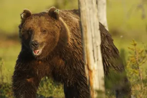 Images Dated 11th July 2009: European brown bear (Ursus arctos) with mouth open by tree, Kuhmo, Finland, July