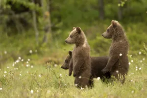European Brown Bear (Ursus arctos) Cubs standing amongst cotton grass, Finland, June European Brown Bear (Ursus arctos) Cubs standing amongst cotton grass, Finland, June