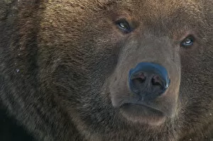 Images Dated 27th February 2010: European brown bear (Ursus arctos) head portrait, captive, occurs in Eurasia