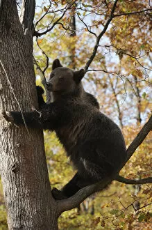 Images Dated 18th December 2009: European brown bear (Ursus arctos) in tree, captive, Private Bear Park, near Brasov