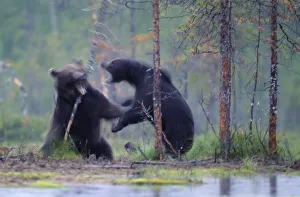 Two European brown bears (Ursus arctos) fighting, Kuhmo, Finland, July 2009 Two European brown bears (Ursus arctos) fighting, Kuhmo, Finland, July 2009