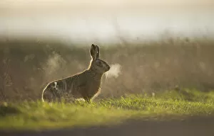 Images Dated 19th February 2012: European brown hare (Lepus europaeus) adult male, his breath backlit, takes a break