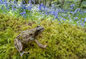 European common frog (Rana temporaria) with Bluebells (Hyacinthoides non-scripta European common frog (Rana temporaria) with Bluebells (Hyacinthoides non-scripta