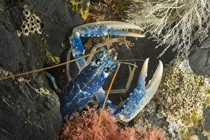 European / Common Lobster (Homarus gammarus) in rocky retreat European / Common Lobster (Homarus gammarus) in rocky retreat