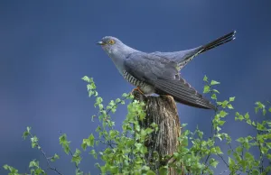 European Cuckoo {Cuculus canorus} male display posture Cairngorms, Scotland. Spring European Cuckoo {Cuculus canorus} male display posture Cairngorms, Scotland. Spring