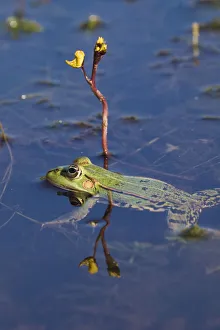 European edible frog (Rana esculenta) swimming past Greater bladderwort (Utricularia European edible frog (Rana esculenta) swimming past Greater bladderwort (Utricularia