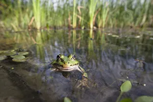 European edible frog (Rana esculenta) in pond, Latorica backwater, Slovakia, Europe European edible frog (Rana esculenta) in pond, Latorica backwater, Slovakia, Europe