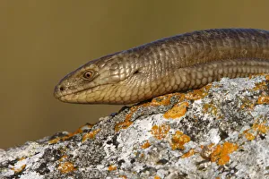 European glass lizard (Ophisaurus apodus) portrait, Bagerova Steppe, Kerch Peninsula European glass lizard (Ophisaurus apodus) portrait, Bagerova Steppe, Kerch Peninsula