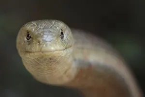 European glass lizard (Pseudopus apodus) Western Peloponnesee, The Peloponnese, Greece European glass lizard (Pseudopus apodus) Western Peloponnesee, The Peloponnese, Greece