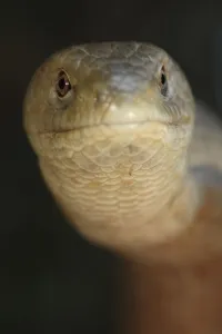 European glass lizard (Pseudopus apodus) portrait, Western Peloponnesee, The Peloponnese European glass lizard (Pseudopus apodus) portrait, Western Peloponnesee, The Peloponnese