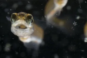 European grayling (Thymallus thymallus) alevin, 18 days, feeding on zooplankton European grayling (Thymallus thymallus) alevin, 18 days, feeding on zooplankton