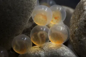 European grayling (Thymallus thymallus) eggs, 9 days, from Lake Thun, Switzerland European grayling (Thymallus thymallus) eggs, 9 days, from Lake Thun, Switzerland