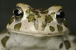 Images Dated 22nd June 2009: European green toad (Bufo viridis) head portrait, Stenje region, Galicica National Park