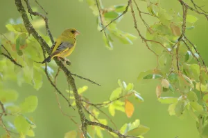 European greenfinch (Carduelis chloris), Andalusia, Spain, June European greenfinch (Carduelis chloris), Andalusia, Spain, June