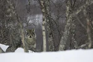 European grey wolf (Canis lupis) in snow-laden boreal birch forest, Nord-Trondelag European grey wolf (Canis lupis) in snow-laden boreal birch forest, Nord-Trondelag