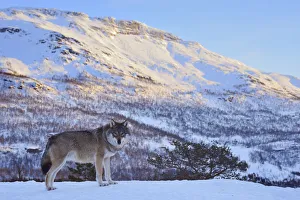 European grey wolf (Canis lupus) in landscape, captive, Norway, February European grey wolf (Canis lupus) in landscape, captive, Norway, February