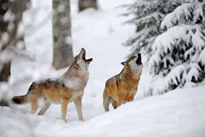 Two European grey wolves (Canis lupus) howling in winter landscape, captive Two European grey wolves (Canis lupus) howling in winter landscape, captive